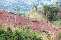 Bắt 56 đối tượng phá rừng ở địa bàn đặc biệt ‘nóng’ Mường Nhé 